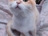 British shorthair nv 12 erkek