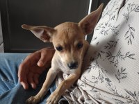 3 buçuk aylık erkek pinscher