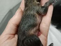 FCI Şecereli Mini Teacup Pomeranian Erkek Yavrular