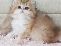 En güzel ny12 longhair british yavrularımız