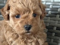 Poodle bebeklerim yeni yuvaya hazır
