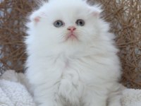 Muhteşem Scottish Fold Longhair