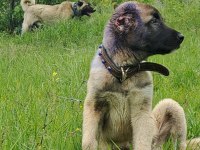 Üstün ırk kangal köpeği
