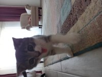 3 Aylık British Shorthair (Aşılı ve Eğitimli)