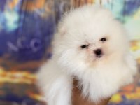 SAĞLIK VE IRK GARANTİLİ POMERANİAN BOO