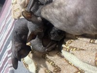 4 adet dişi sfenks