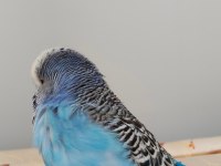 Jumbo Takım Muhabbet Kuşu