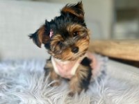 Teacup ve 0 numara yorkshire terrier