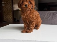 2 Adet Dişi Kg Garantili Poodle