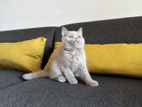 Lilac british shorthair cinsi yavrumuza aile arıyoruz.