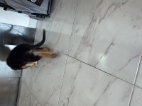 Taksit imkanı alman kurdu 3 aylık