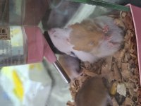 Hamster yavruları