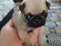 Pug Mops 55 - 65 Günlük Erkek - Dişi Yavrular