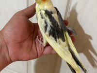 40 GÜNLÜK FULL EVCİL PİED RENK BEBEK SULTAN
