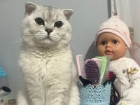 Scottish fold kedisi