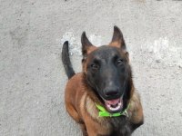 Belçika kurdu (malinois) 6 aylık
