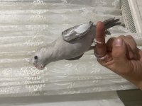 MUTASYON 2 adet yeme düşen YAVRU KUŞLAR ELE ALIŞKIN