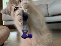 Çocuk dostu british shorthair boddik