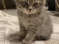 45 günlük gri erkek yavru british shorthair