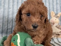 Eşsiz Güzellikte Toy Poodle Yavrumuz