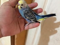 37 GÜNLÜK OĞLAN BEBEK MUHABBET KUŞU
