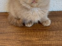 Yavruların En Sevimlisi Fawn British Shorthair
