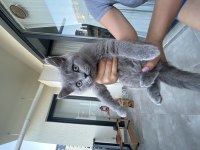 2,5 aylık dişi anne baba british shorthair