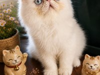 Safkan Exotic Shorthair Bebekler