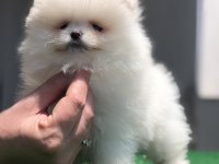 2.5 aylık 2 dişi ve 1 erkek üst kalite pomeranian boo