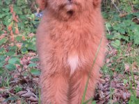 Mükemmel karakter ve vücut anatomisi labradordoodle yavrumuz
