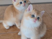 British Shorthair Kedileri