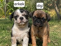 Egzotik Pug Yavruları