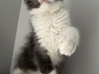 MAVİ GÖZLÜ MİNİK DEV PRENS KEDİMİZ HİRO