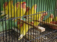 üretimi bırakıyorum toptan tekli ucuza sevda papağanı