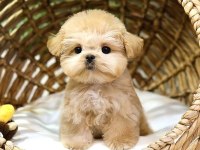 SUPER STAR TOY POODLE YAVRULARIM