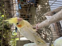 1,5 aylık dişi lutino sultan papağanı