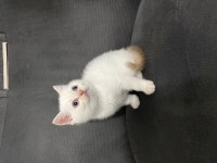 Scottish fold british shorthair