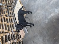 1 Yaşında Dişi Cane Corso