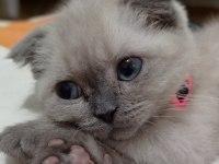Scottish fold blue point