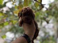 Sağlık ve ırk garantili toy poodle yavrularımız