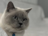 British shorthair erkek 1 yaşında