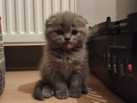 Gri scottish fold dişi ve erkek kedi