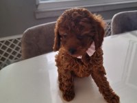 Minik toy poodle kızımız
