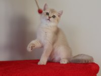 Krem Rengi Dişi Yavru British Shorthair