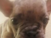 1 dişi ve 1 erkek french bulldog yavru