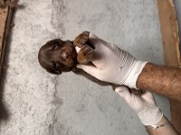 Anne altından doberman yavruları