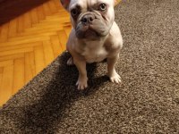 İsabella Carrier French Bulldog Kızımıza Sıcak Yuva Arıyoruz