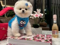 Safkan Ayıcık Surat Pomeranian Ponni