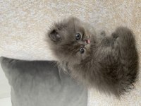 40 Günlük British Longhair