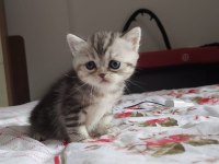British shorthair kediler